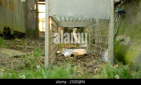 Fallkäfig auf dem kleinsten Wiesel Mustela nivalis Schädlingsbock Speck in Büschen in der Nähe von Scheunen, Kuhställen, Bauernhäusern. Illegales Gesetz Jagd auf Abschleppjäger. Tarnflagge Stockfoto