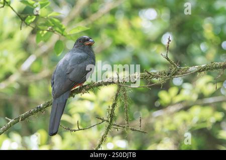 Schieferschwanz-Trogon, Trogon massena, alleinerziehender Erwachsener auf einem Zweig im Regenwald, La Selva OTS, Costa Rica, 31. März 2022 Stockfoto