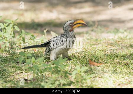 Südlicher Gelbschnabelschnabelschnabel, Tockus leucomelas, alleinerziehender Erwachsener, der auf kurzer Vegetation auf dem Boden steht, Etosha, Namibia Stockfoto