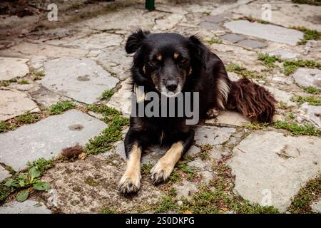 Ein schwarzer Hund mit braunem und weißem Gesicht liegt auf einer Steinterrasse. Der Hund schaut in die Kamera Stockfoto