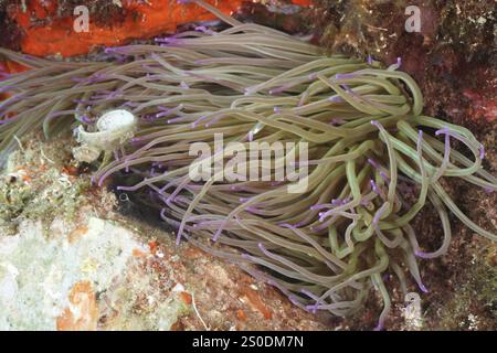 Unterwasserbild einer Wachsrose (Anemonia sulcata) mit violetten Spitzen am Riff, Tauchplatz Cap de Creus Marine Reserve, Rosas, Costa Brava, Spanien, Medi Stockfoto