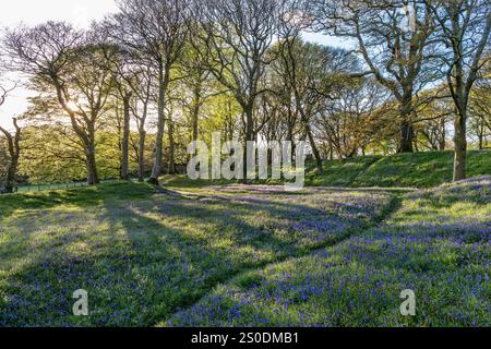 BlackBerry Camp; Iron Age Hill Fort; Bluebells in Flower; Devon; Großbritannien Stockfoto