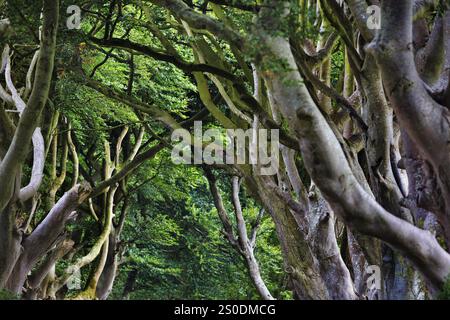 Bizarre Äste, alte Buchenallee, die dunklen Hecken, Blick nach oben, Morgenlicht, Ballymoney, County Antrim, Nordirland, Großbritannien Stockfoto
