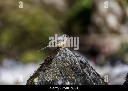 Graues Wagtail; Motacilla cinerea; männlich; UK Stockfoto