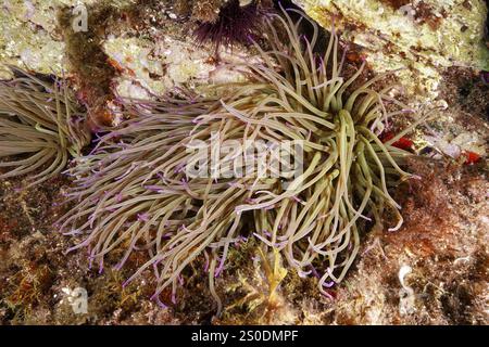 Weiche, verzweigte Wachsrose (Anemonia sulcata) eingebettet in die Unterwasserlandschaft, Tauchplatz Meeresschutzgebiet Cap de Creus, Rosas, Costa Brava, Spanien, Mittelmeer Stockfoto