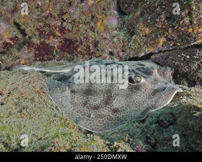 Leopardenrunder Stachelrochen (Urobatis pardalis) liegt zwischen Korallen und Felsen auf dem Meeresboden, Tauchplatz Cano Island, Uvita, Costa Rica, Pazifik, Zentralame Stockfoto