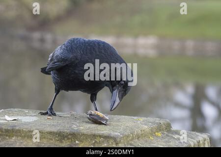 Eine Krähe (Corvus Corone) untersucht eine Muschel auf einem Steinbrückenpfeiler, Hessen, Deutschland, Europa Stockfoto