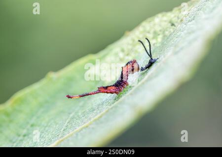 Puss Moth; Cerura vinula; Larve on Willow nach dem ersten Hautverfall; UK Stockfoto