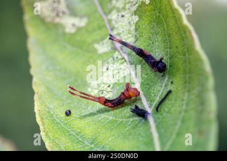Puss Moth; Cerura vinula; Larve on Willow nach dem ersten Hautverfall; UK Stockfoto