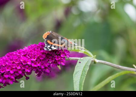 Red Admiral Butterfly; Vanessa atalanta; on Buddleia Flower; UK Stockfoto