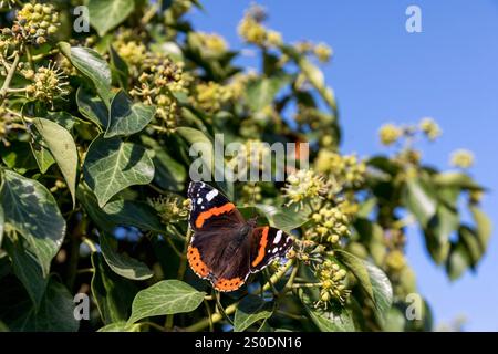 Roter Admiral; Vanessa atalanta; on Ivy; UK Stockfoto