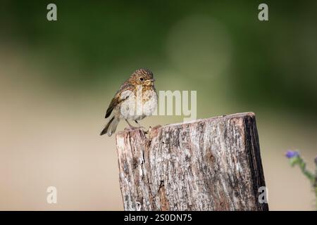Robin; Erithacus Rubecula; Juvenile; UK Stockfoto