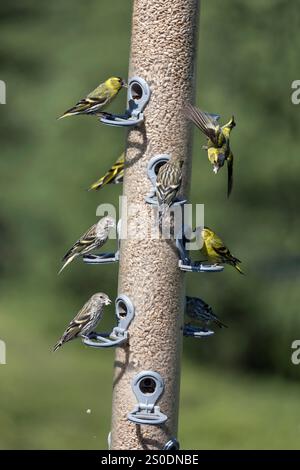 Siskin; Carduelis spinus; Feeding on Bird Feeder; UK Stockfoto