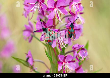 Six Spot Burnet Moth; Zygaena filipendulae; on Rosebay Willowherb; UK Stockfoto