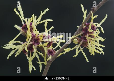 Hexenhasel (Hamamelis mollis Pallida), Emsland, Niedersachsen, Deutschland, Europa Stockfoto