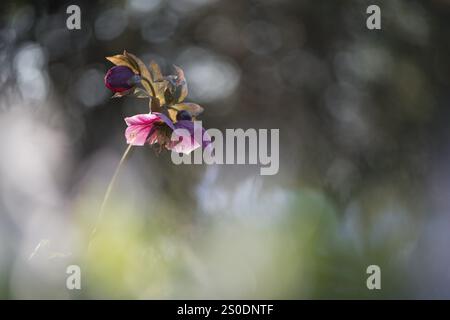 Lenzrose (Helleborus orientalis, Hybrid), Emsland, Niedersachsen, Deutschland, Europa Stockfoto