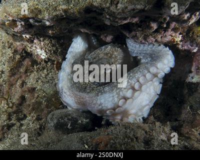 Nahaufnahme eines Oktopus, Oktopus (Octopus vulgaris), eingebettet auf Felsen, Playa Tauchplatz, Los Cristianos, Teneriffa, Kanarische Inseln, Spanien, Europa Stockfoto