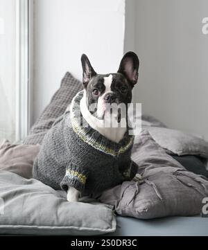 Süße französische Bulldogge in einem Strickpullover, die zu Hause auf Kissen am Fenster sitzt Stockfoto