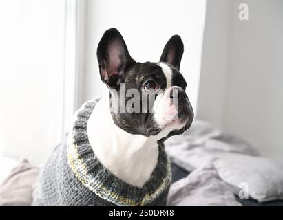 Porträt einer französischen Bulldogge in einem Strickpullover am Fenster Stockfoto