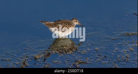 Pectoral Sandpiper auf der Suche in einem Feuchtgebiet an einem Novembertag im Norden von Wisconsin. Stockfoto