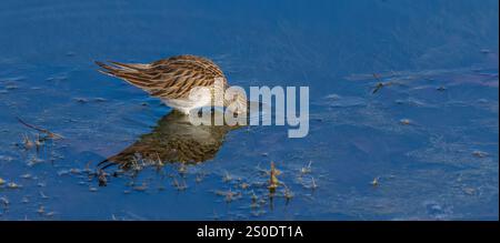 Pectoral Sandpiper auf der Suche in einem Feuchtgebiet an einem Novembertag im Norden von Wisconsin. Stockfoto