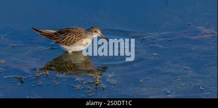 Pectoral Sandpiper auf der Suche in einem Feuchtgebiet an einem Novembertag im Norden von Wisconsin. Stockfoto