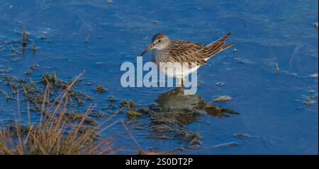 Pectoral Sandpiper auf der Suche in einem Feuchtgebiet an einem Novembertag im Norden von Wisconsin. Stockfoto