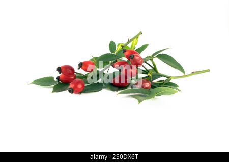 Bild eines grünen Zweigs eines wilden Rosenbusches mit roten Beeren auf weißem Hintergrund. Stockfoto