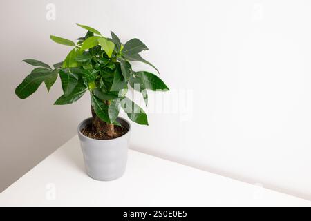 Eine Pachira aquatica Pflanze, die in einem grauen Topf wächst und auf einem weißen Kommode-Tisch in einem Zimmer zu Hause steht Stockfoto