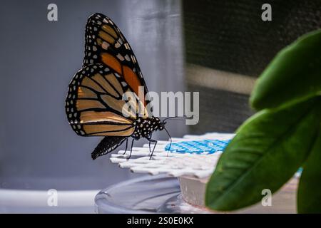 Nahaufnahme eines gemeinsamen Monarchschmetterlings (Danaus plexippus) Stockfoto
