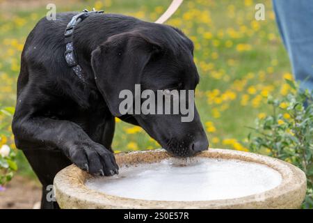 Niedliches Porträt eines schwarzen Labrador-Welpen, der aus einem Vogelbad trinkt Stockfoto