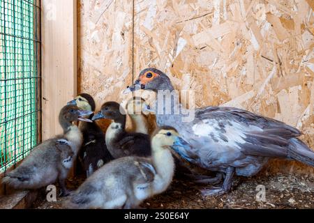 Mutter Ente mit gewachsenen Entlein auf ländlicher Bio-Naturfarm. Selektiver Fokus. Hochwertige Fotos Stockfoto