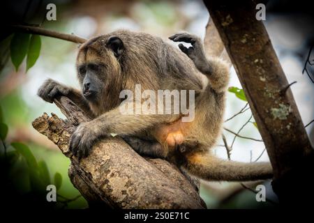 Schwarz-goldener Brüllaffen männlich auf Baum in Pantanal Brasilien. Stockfoto