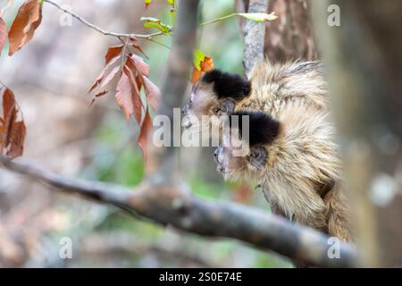 Ein Paar Kapuzineraffen, der sich aus dem Baum in Pantanal Brasilien beugt und offen aussieht. Stockfoto
