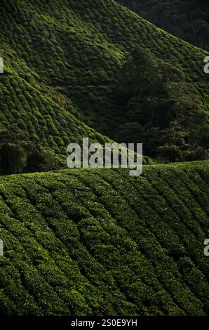 Teeplantagen in den Cameron Highlands, Malaysia Stockfoto