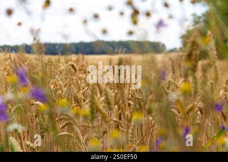 Goldene Weizenstängel schwanken sanft auf einem ländlichen Feld, gemischt mit lebendigen Wildblumen. Die Kulisse bietet eine weite, offene Landschaft unter einem ruhigen Himmel, e Stockfoto