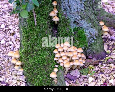 Haufen von Pilzen, die auf einem moosigen Baumstamm wachsen Stockfoto