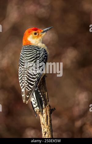 Ein männlicher Rotbauchspecht, der auf einem Ast sitzt Stockfoto