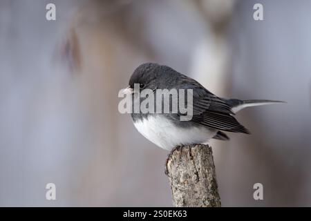 Ein männlicher, dunkeläugiger Junco, der auf einem Ast sitzt Stockfoto