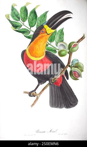 Tukan (Ariel) (Ramphastos vitellinus). Vintage Bird of Brazil Lithograph von J.T. Descourtilz./ 1835 Stockfoto