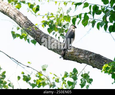 Coopers Falke hockte auf einem Ast im Wald, der von der Kamera abgewandt war Stockfoto