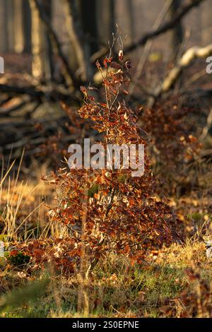 Waldwald in niederländischer Landschaft mit dickem Nebel. Winterliche Wunderland-Wetterbedingungen. Stockfoto