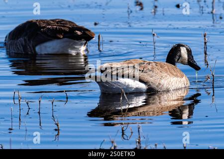 Kanadische Gänse füttern in den Feuchtgebieten ihres Winterheims im Bosque Del Apache National Wildlife Refuge Stockfoto