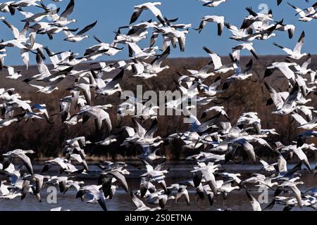 Eine Schar Schneegänse, die aus den Feuchtgebieten ihres Winterheims im Bosque Del Apache National Wildlife Refuge abheben Stockfoto