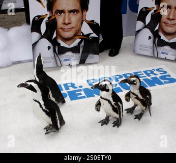 HOLLYWOOD, CA - 12. JUNI 2011: Pinguine bei der Premiere von „Mr.. Popper's Penguins' fand am 12. Juni 2011 im Grauman's Chinese Theatre in Hollywood, USA, statt. Stockfoto