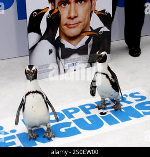 HOLLYWOOD, CA - 12. JUNI 2011: Pinguine bei der Premiere von „Mr.. Popper's Penguins' fand am 12. Juni 2011 im Grauman's Chinese Theatre in Hollywood, USA, statt. Stockfoto