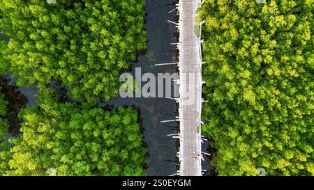 Blick aus der Vogelperspektive auf den Holzweg durch den üppigen grünen Mangrovenwald Stockfoto