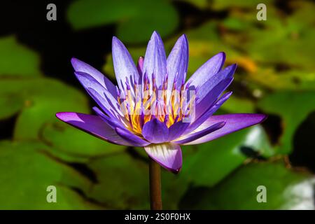 Eine Nahaufnahme einer wunderschönen lila Lilie mit komplizierten Blütenblättern und leuchtenden gelben Staubblättern, umgeben von sanftem grünem Laub in ihrem natürlichen Lebensraum. Stockfoto