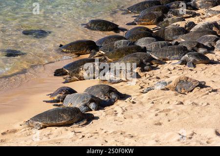 Eine Gruppe grüner Meeresschildkröten, die an einem sonnigen Sandstrand in der Nähe des klaren Meerwassers ruhen und die Ruhe ihrer natürlichen Küstenumgebung widerspiegeln. Stockfoto