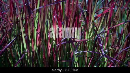 Farbenfroher Hintergrund mit Imperata zylindrica „Red Baron“, japanischem Blutgras oder Kunai Gras. Breites Bild, rot und grün Stockfoto